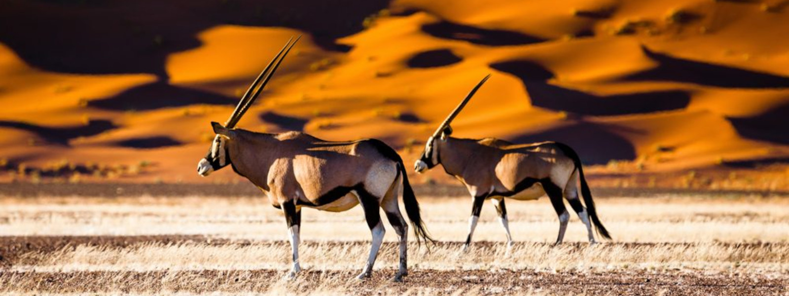 Namib Naukluft Park