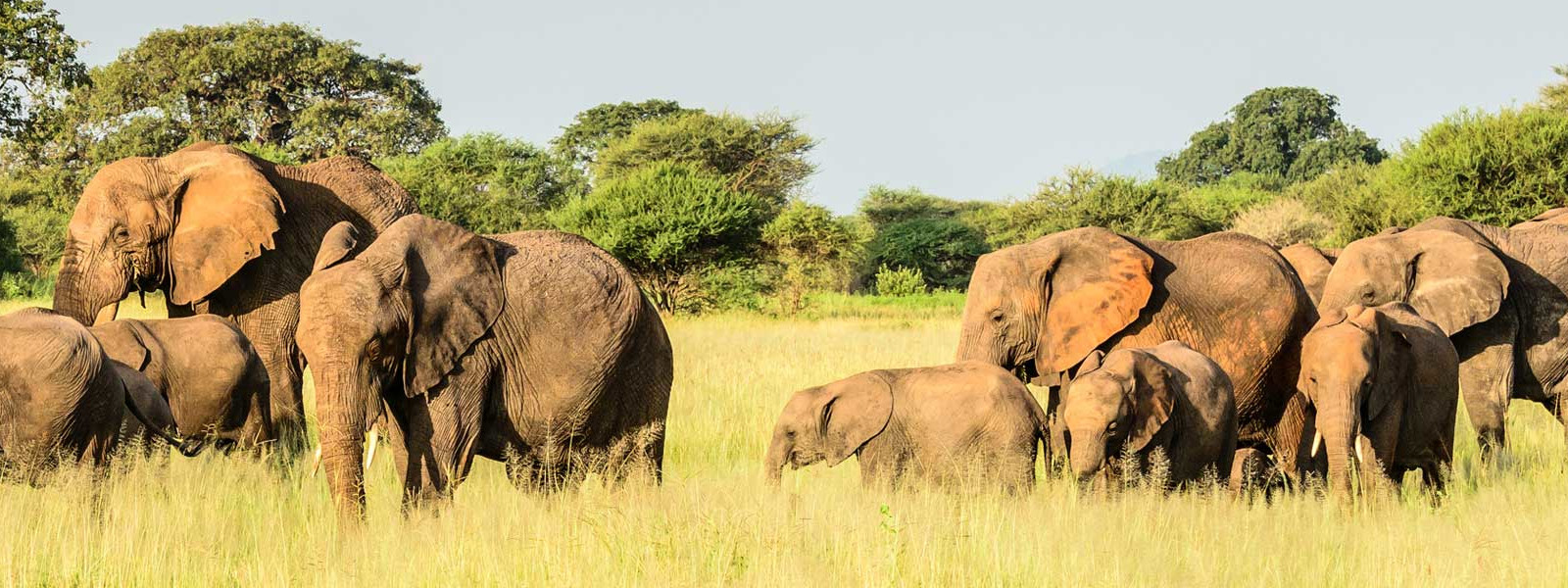 Chove and Savuti National Park