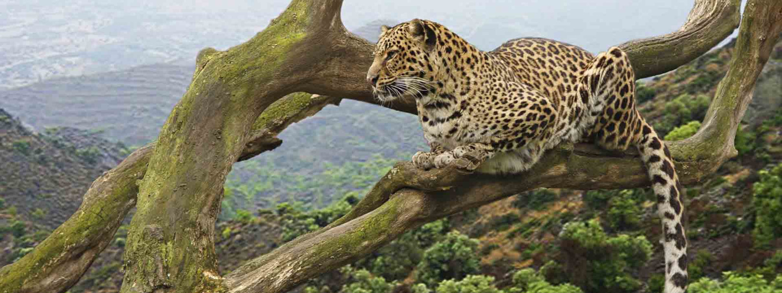 Usambara Mountains