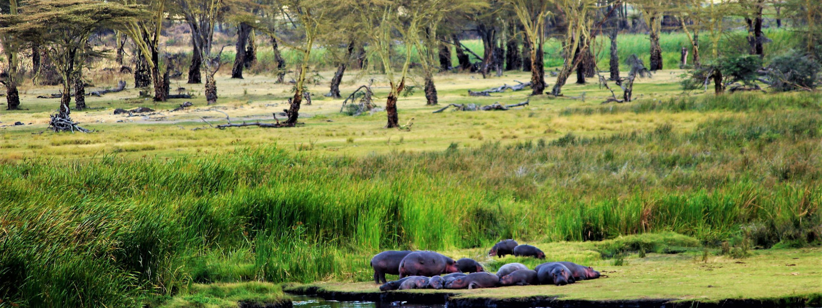 Saanane National Park