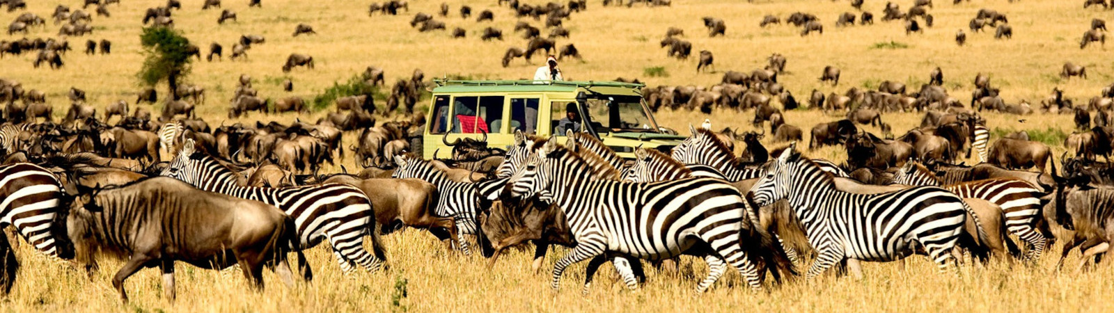 Wildebeests Migration