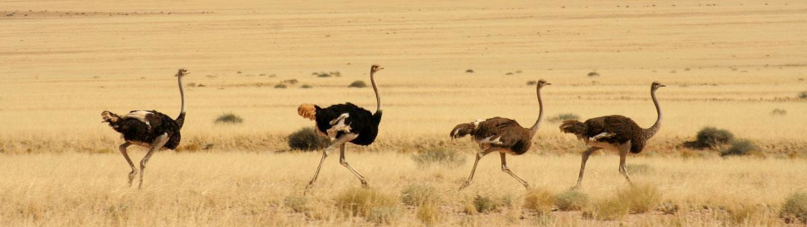 Bird Watching Safaris