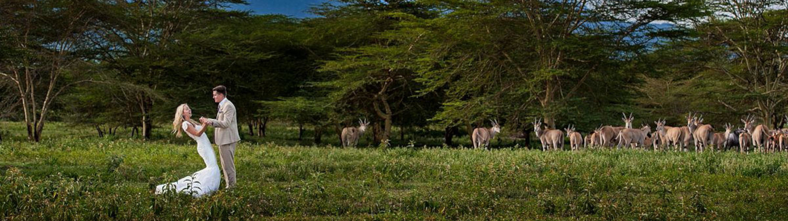 Wedding Safaris