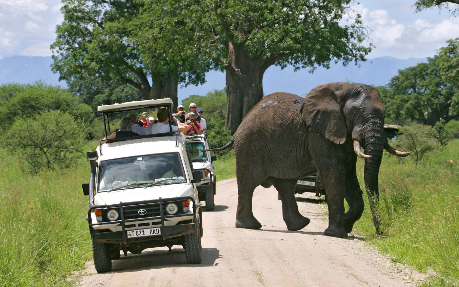 Budget Safaris