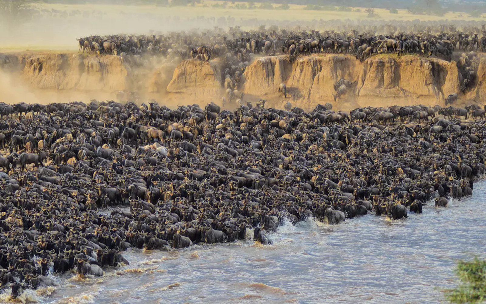 Wildebeests Migration
