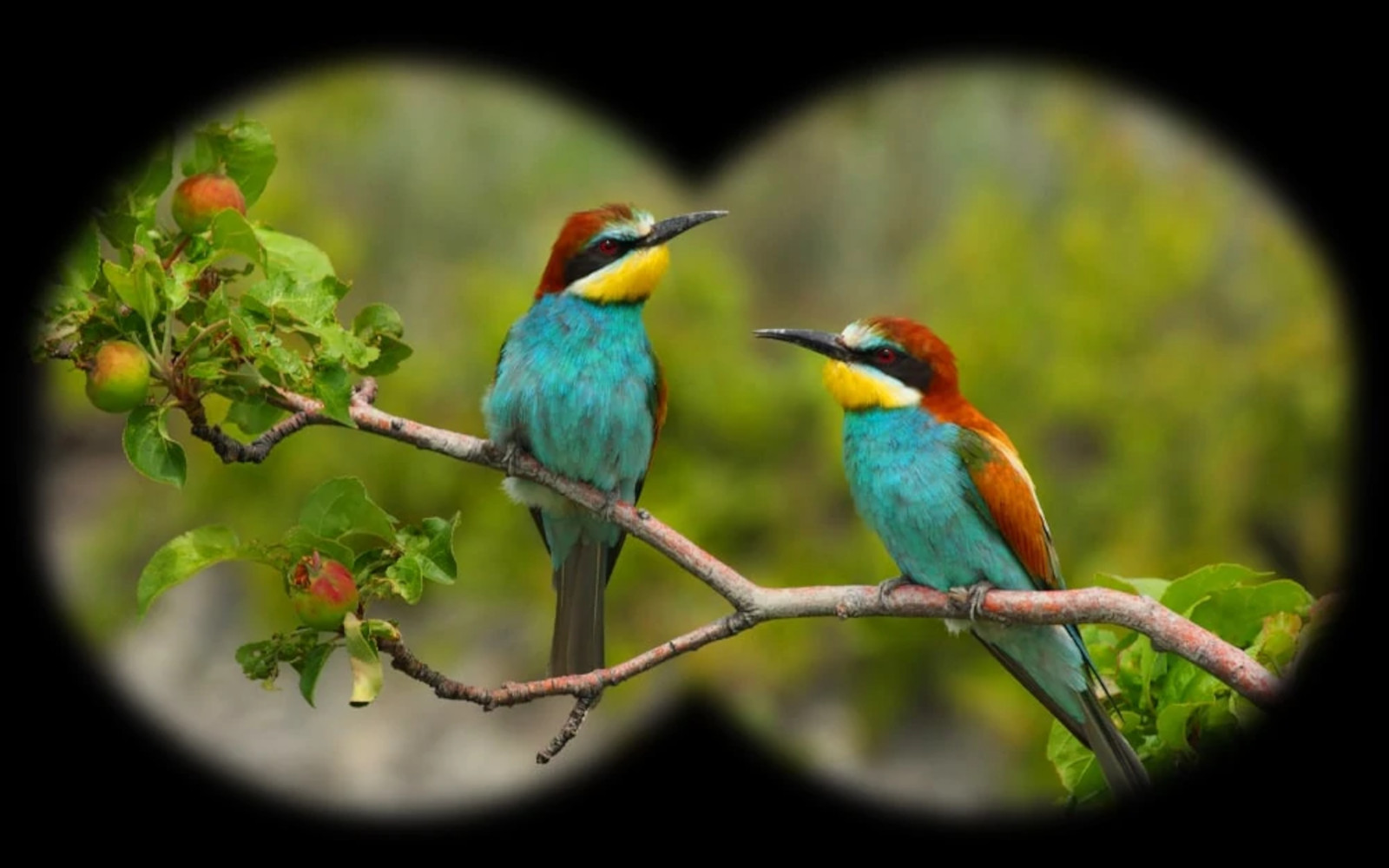 Bird Watching Safaris