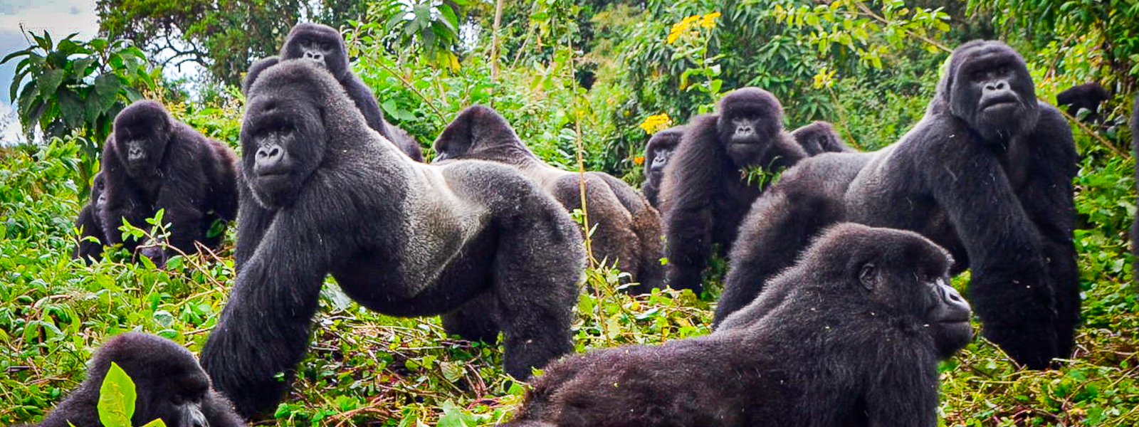 Rwanda Gorilla and Chimp Tour