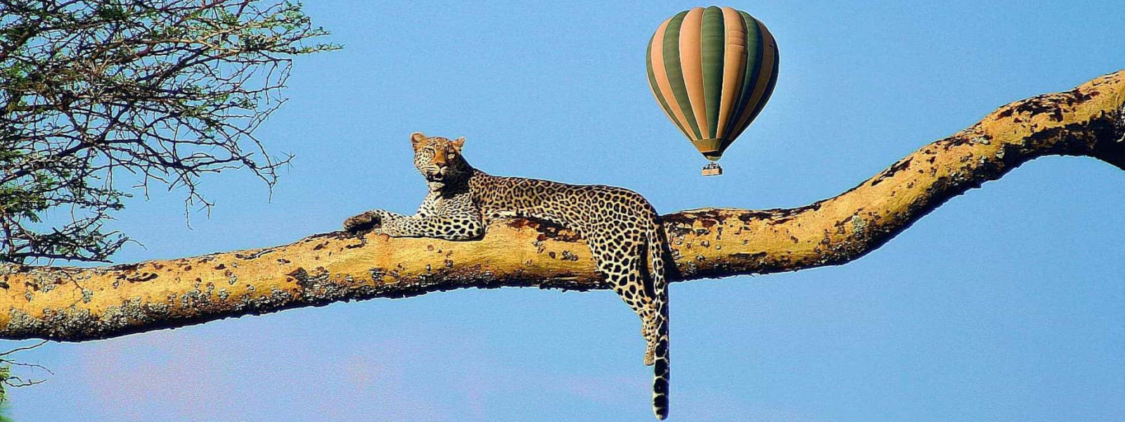 Flying High Above The Serengeti