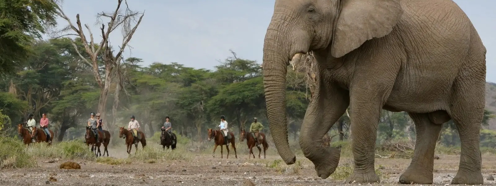 Serengeti Migration Horse Safari