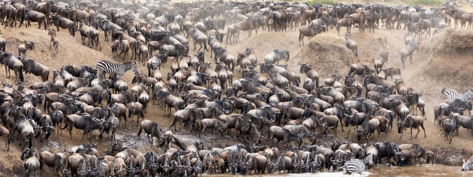 Serengeti Wildebeests Migration