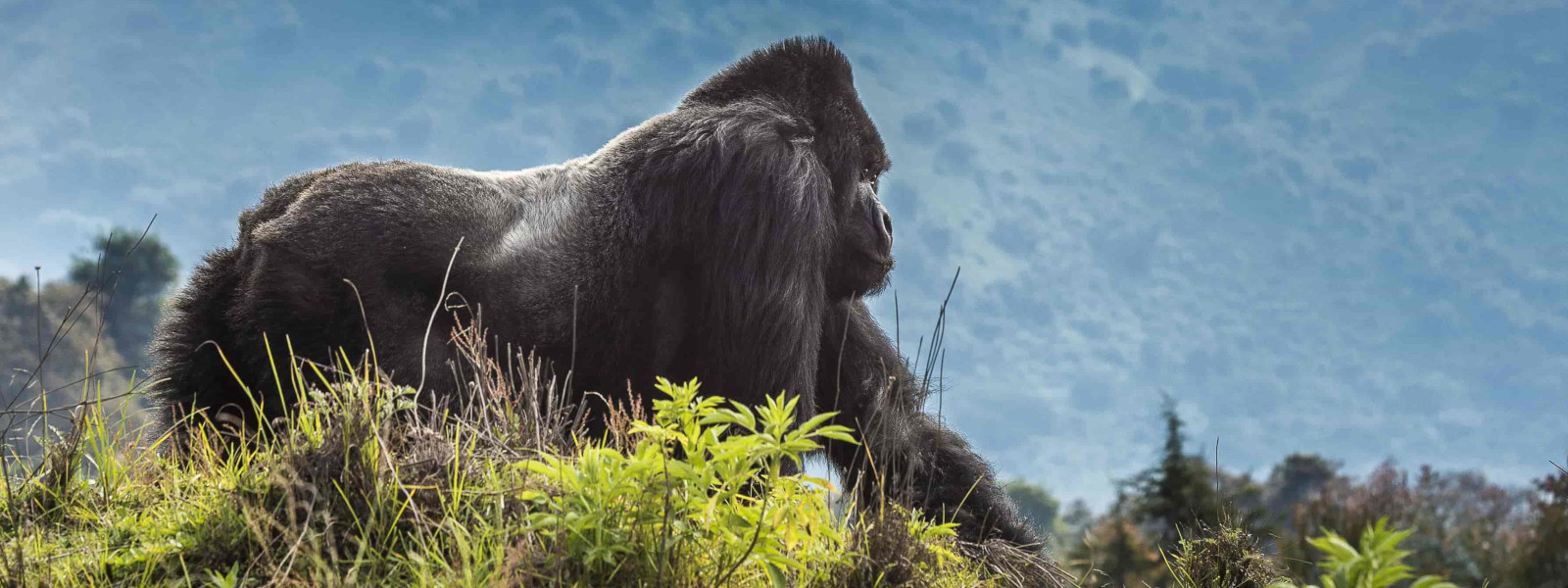 Bwindi Gorilla Habituation Trip