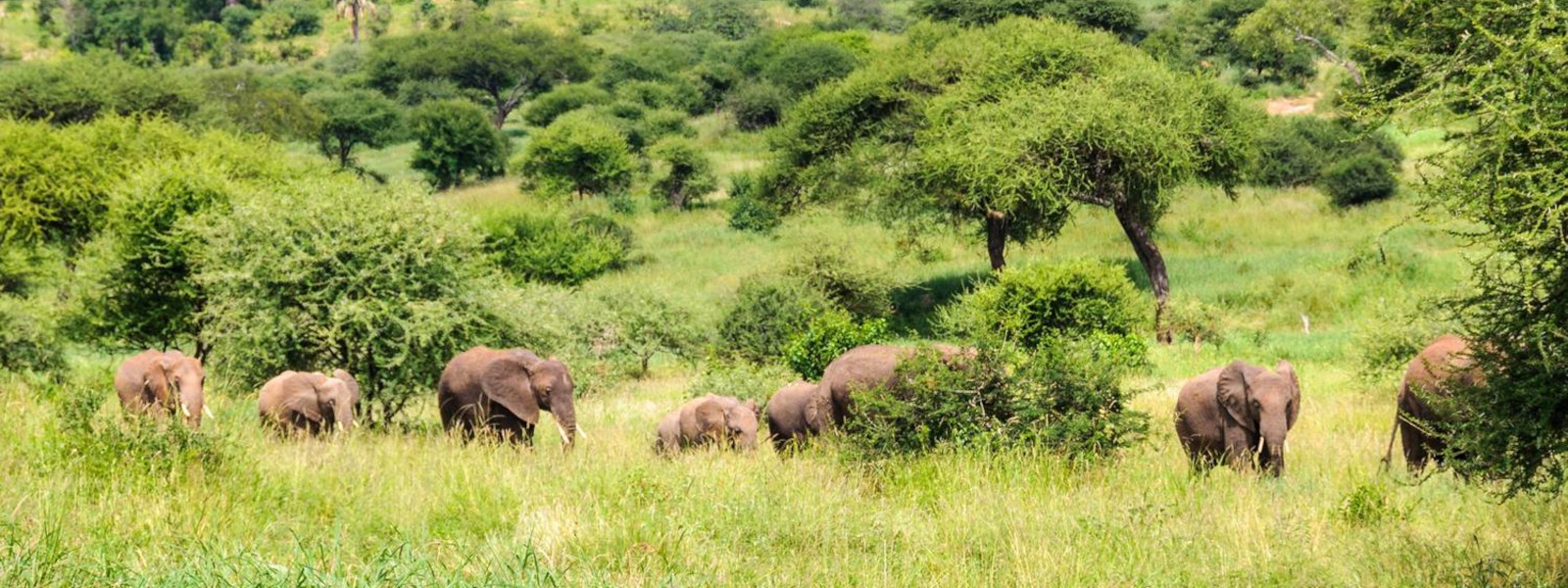 Tanzania southern safari packages