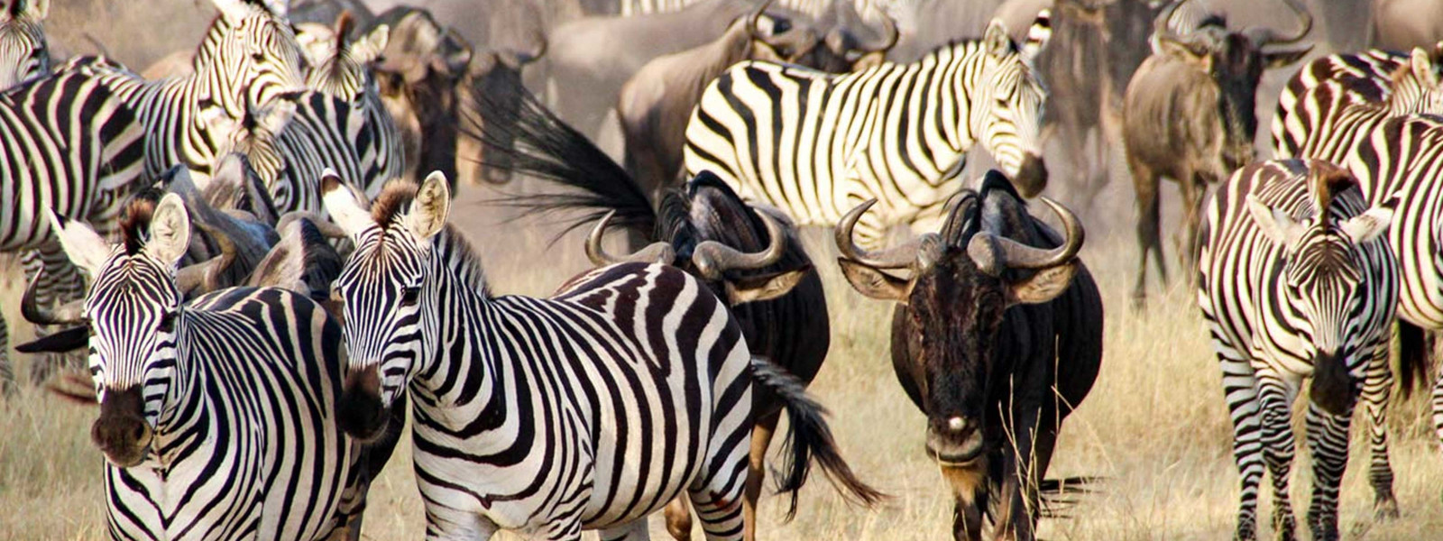 Enjoy Serengeti Wildebeest Migration