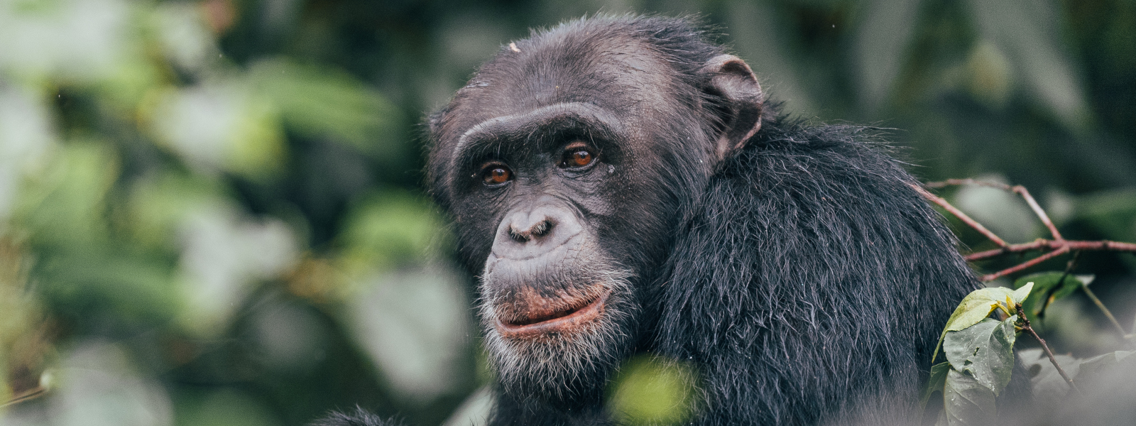 Gorilla trekking and the Great Migration