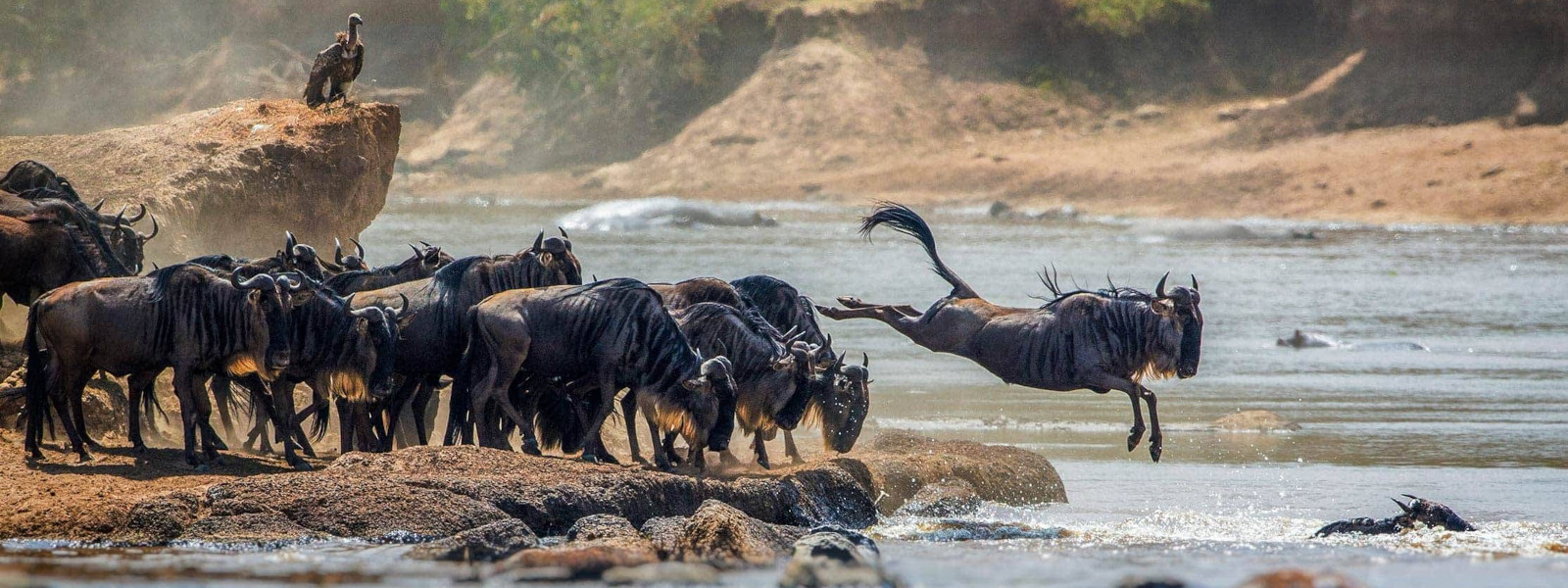 Discover Wildebeest Migration in Serengeti