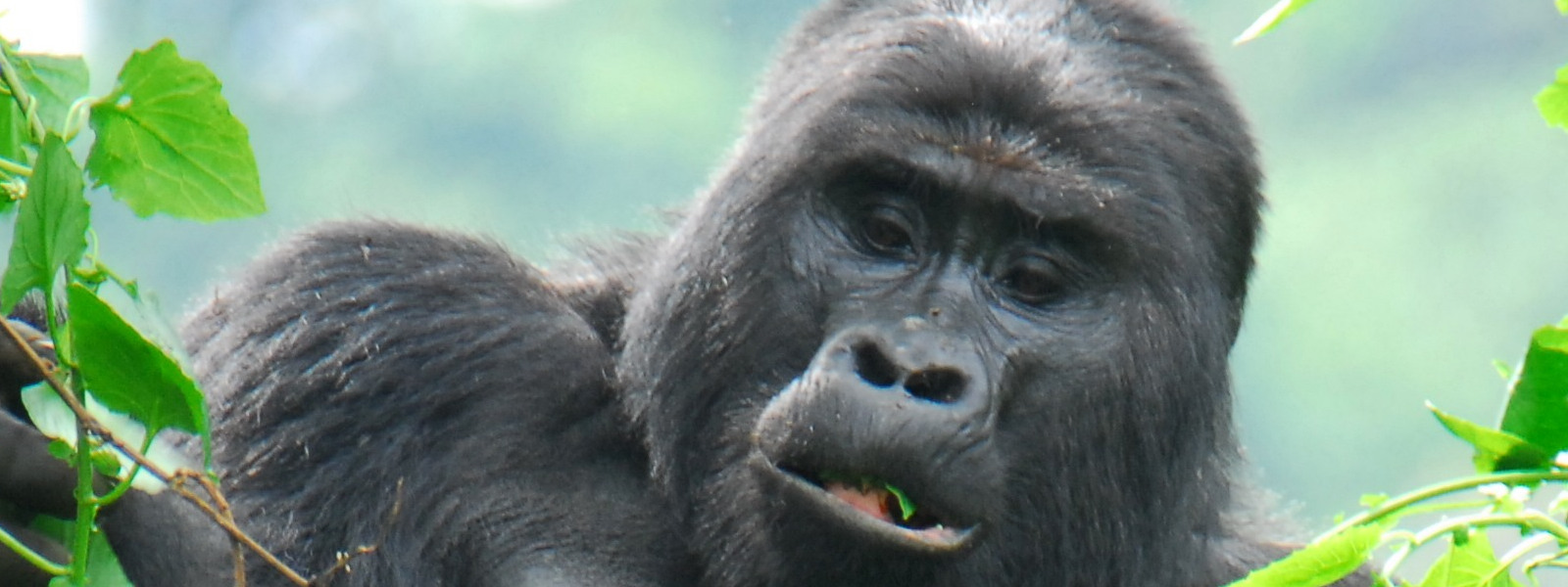 Bwindi Gorilla Trekking Uganda