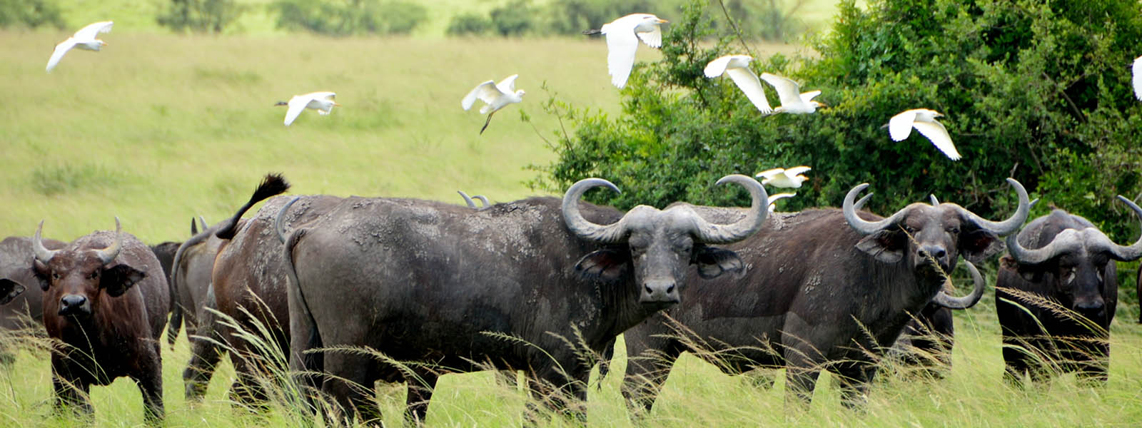 Uganda Wildlife Safari & Gorilla Trekking